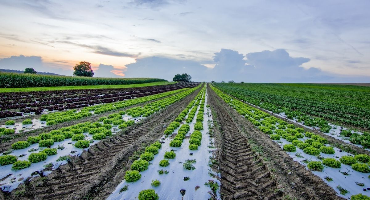 Startups: 4 emprendimientos enfocados en la industria agricultora