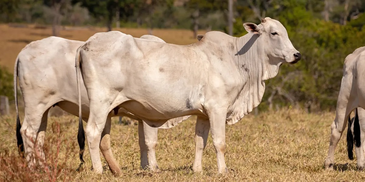 Investigación muestra que la suplementación estratégica de vacas de carne durante la gestación en sistemas extensivos de producción reduce la necesidad de movilización de tejido corporal materno